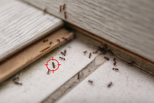 Spider Control Near Me in Beckley, WV
